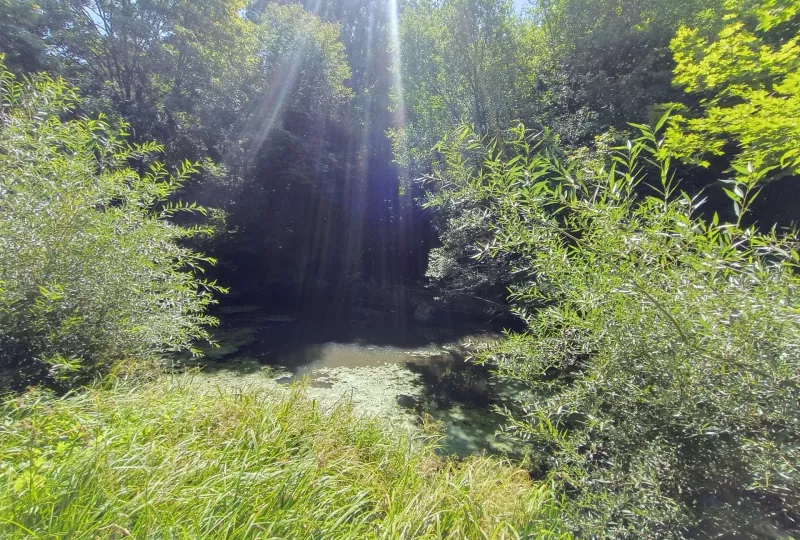 Rokosák - Drahovice